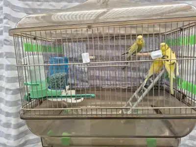 budgies with cage for sale, View more