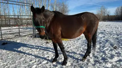 Purebred Hanoverian Broodmare or 2-1  package, View more