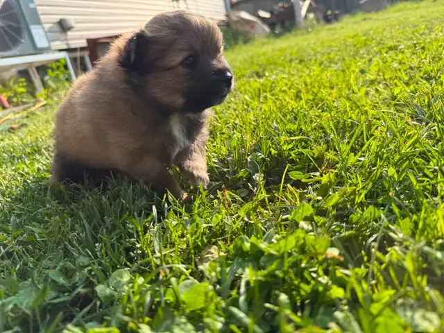 Teddy bear Pomeranian puppies 3 males in Dogs & Puppies for Rehoming in St. Catharines - Image 6