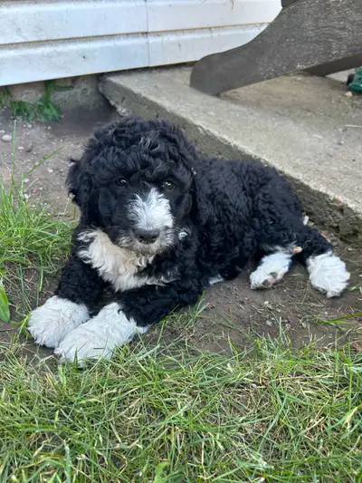 doodle puppies , View more