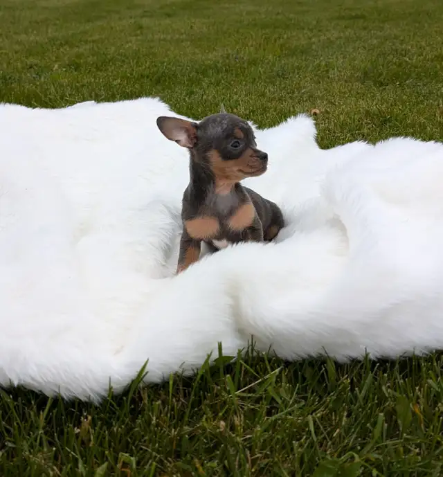 RARE Chihuahua pups READY TO GO!  in Dogs & Puppies for Rehoming in Oakville / Halton Region - Image 6
