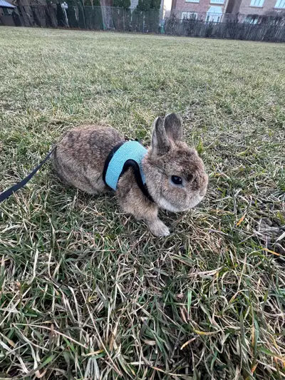 Bunny - Looking for a safe home, View more
