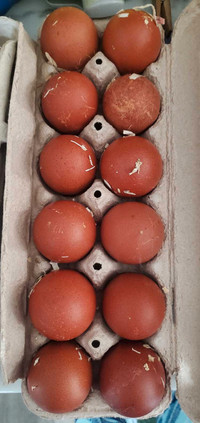 Black Copper Marans Hatching Eggs 