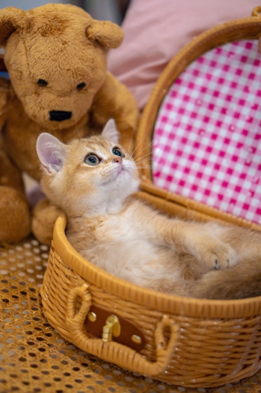 British Shorthair Kitten Cats & Kittens for Rehoming City