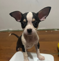 Chihuahua puppies - READY NOW