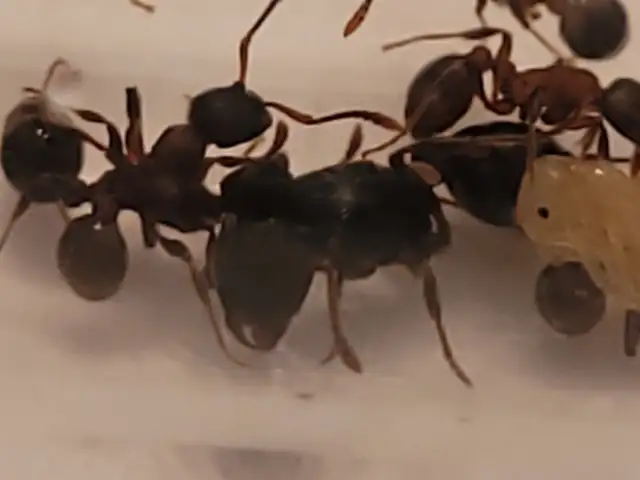 Ant Farm, Pet Ants with Queens in Test Tube setups in Other Pets for Rehoming in Edmonton - Image 9