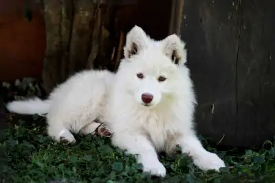Chiot Berger Blanc Suisse puppy, View more
