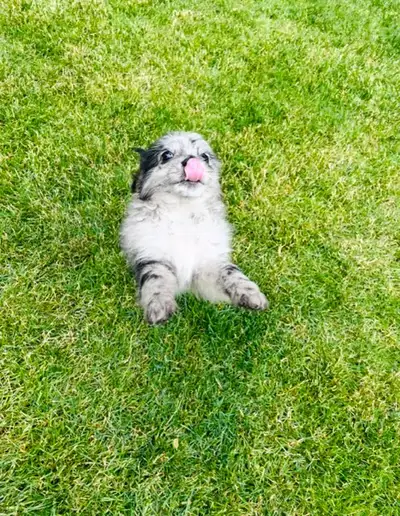 Pomapoo girl puppy!, View more