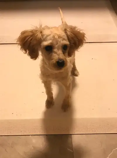 Toy Poodle male $1100 born Jan 14 2025. Vet checked, all three puppy shots, dewormed and microchippe...