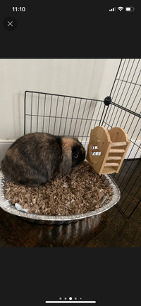 ***Full breed Holland Lop***