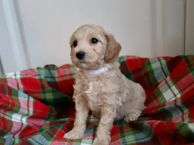 F2B Miniature-Moyen Goldendoodle Puppies, View more