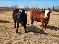 Fleck Simmental/Angus replacement heifers