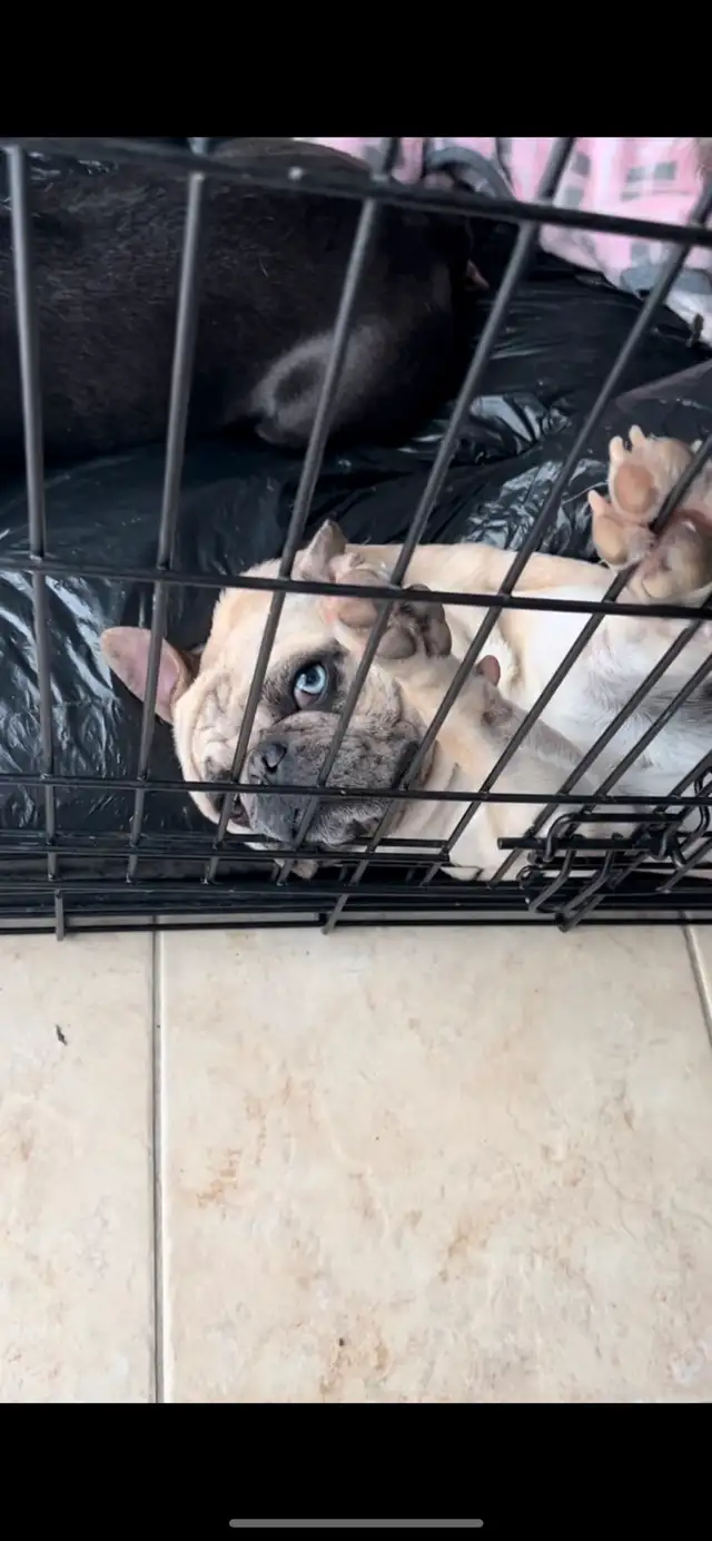 4 year old Mixed French Bulldog in Dogs & Puppies for Rehoming in City of Toronto - Image 4
