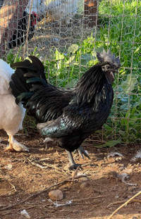 Ayam cemani Day olds only 6 left!