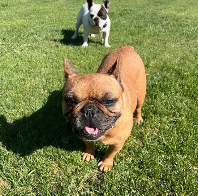 Female Frenchton in Dogs & Puppies for Rehoming in Portage la Prairie - Image 4
