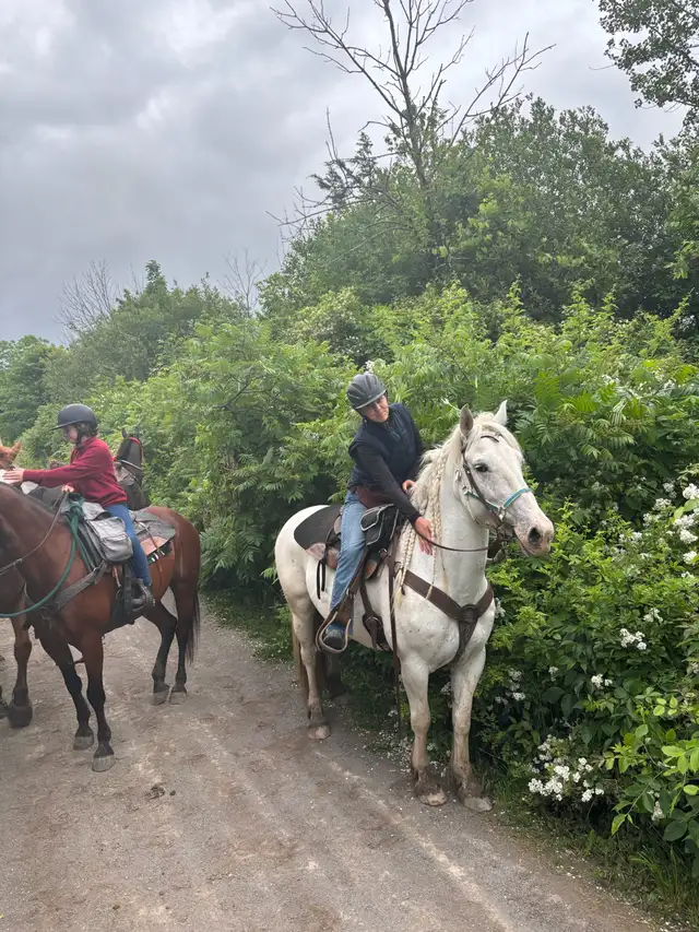 Trail Horses for Sale in Horses & Ponies for Rehoming in St. Catharines - Image 2