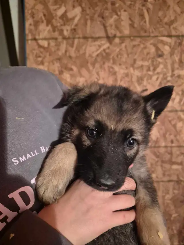 Puppies german shepherd/ Chiots berger allemand in Dogs & Puppies for Rehoming in Moncton - Image 3