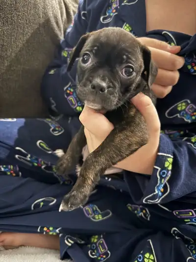 Boston Terrier Pug (bug) Puppies, View more