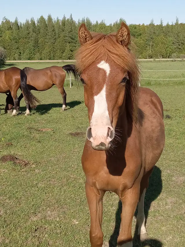 Yearling Arabian filly for sale in Horses & Ponies for Rehoming in Owen Sound - Image 5