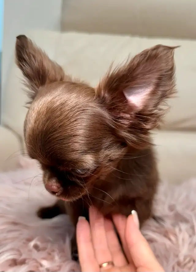 Rare Long-Haired Dark Chocolate Chihuahua Boy – Top Pedigree in Dogs & Puppies for Rehoming in Markham / York Region - Image 6