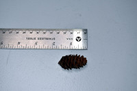 Miniature Pine Cones from Northern Manitoba - Limited Supply