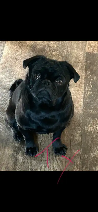 Gorgeous PUG, View more