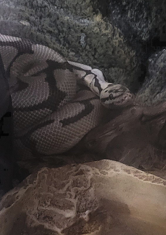 Ball Python Snake/Serpant with/avec Cage! dans Reptiles et amphibiens à adopter  à Ville de Montréal - Image 3