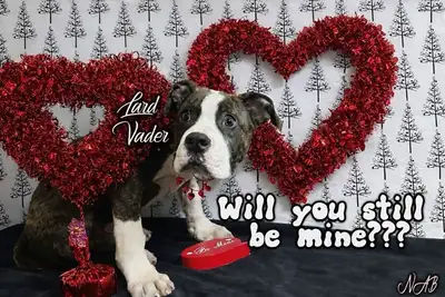 ADORABLE  registered standard American bulldogs, View more