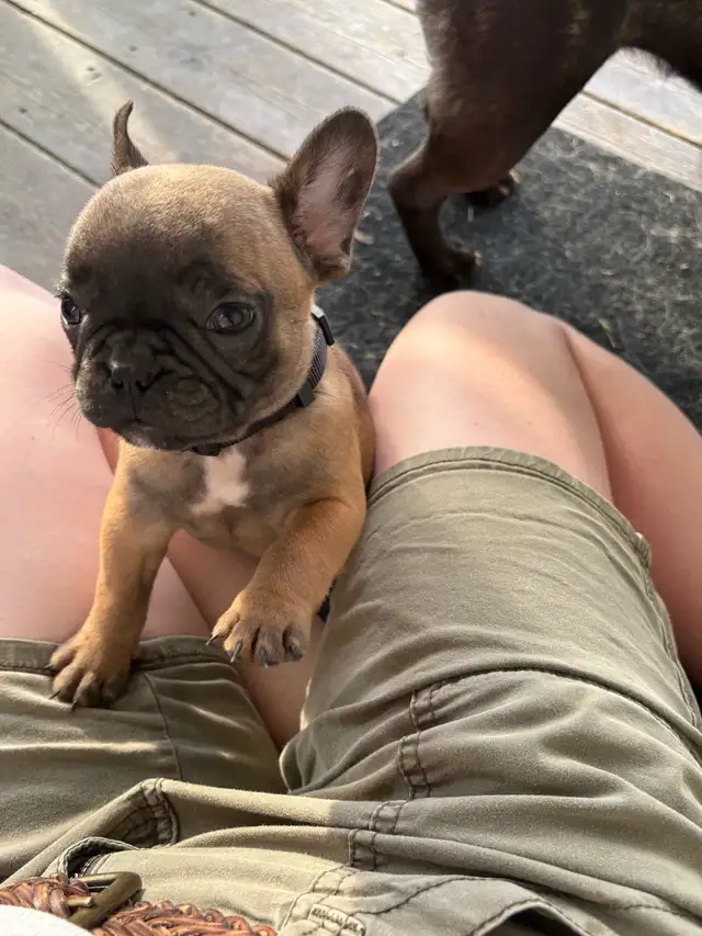 French bulldog Pups in Dogs & Puppies for Rehoming in Winnipeg - Image 10