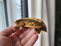 Adult Female Crested Gecko 