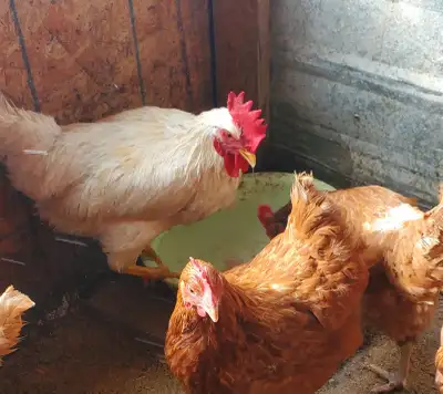 ** RED CHICKENS FOR SALE DESI CHICKEN WATANI **, View more