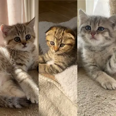 Chatons scottish disponible , très gentils !, View more
