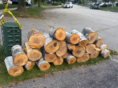 White Birch Firewood Logs, View more