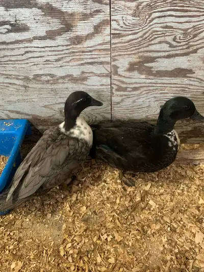 couple de call duck/ canard mignon, View more