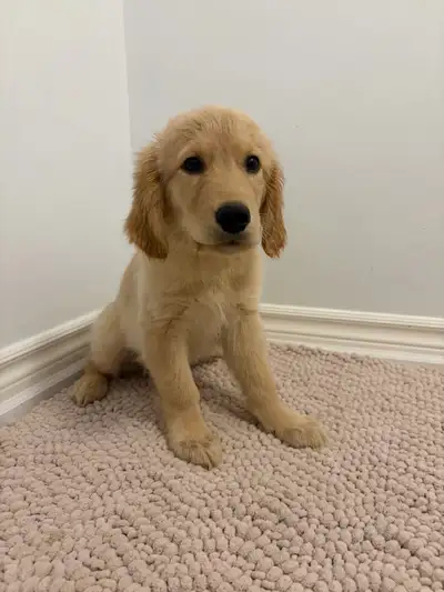 Golden Retriever Puppy – Male, 10 Weeks Old, View more