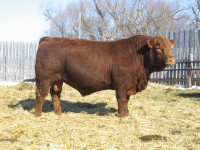 Limousin Bulls for sale