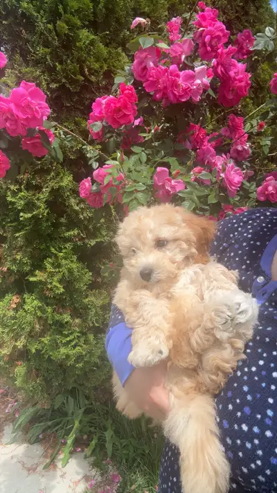 Adorabe Bichonpoo Puppy + all supplies!, View more