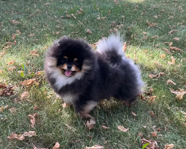 Tiny Teddy Bear Pomeranian Boy in Dogs & Puppies for Rehoming in Vernon - Image 9