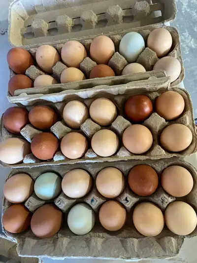 BYM Hatching eggs  , View more