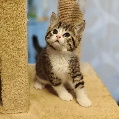 Kitten for Rehoming, View more