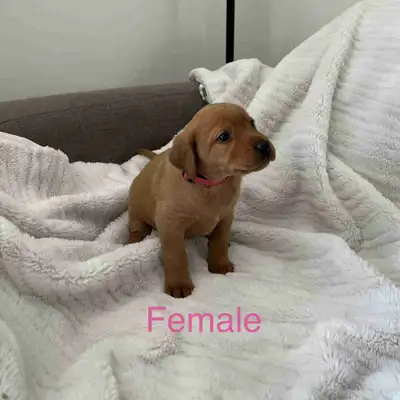 Fox Red Lab puppies, View more