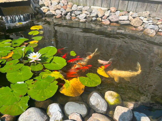 Koi pond and fish for sale in Fish for Rehoming in Chatham-Kent - Image 4