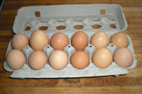 Oeufs à vendre NOT fertile eggs for sale Free range hens Liberté