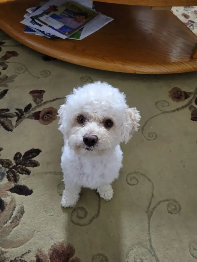 Adult Toy Poodle in need of a loving home in Dogs & Puppies for Rehoming in Markham / York Region - Image 5