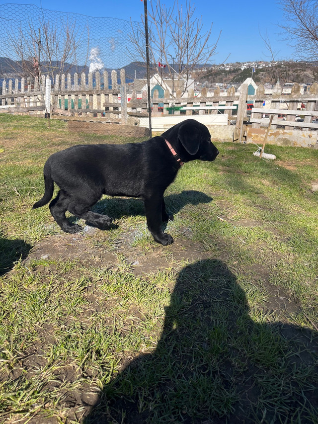Lab puppies  in Dogs & Puppies for Rehoming in Corner Brook
