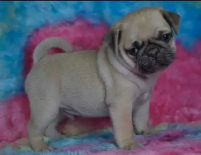 Pug Puppies, View more