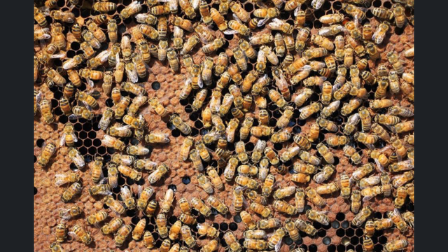 Intro to Beekeeping Course65734927236738121