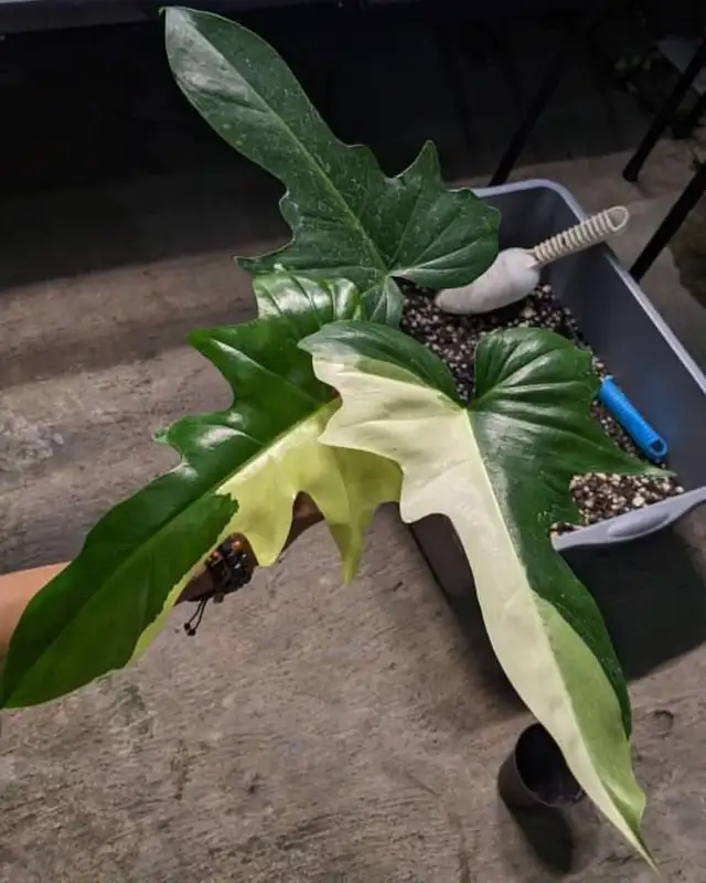 Dragon variegated philodendron -shipping62864746199938124