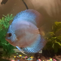 Discus for Sale 