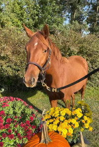 Registered sport pony mare 